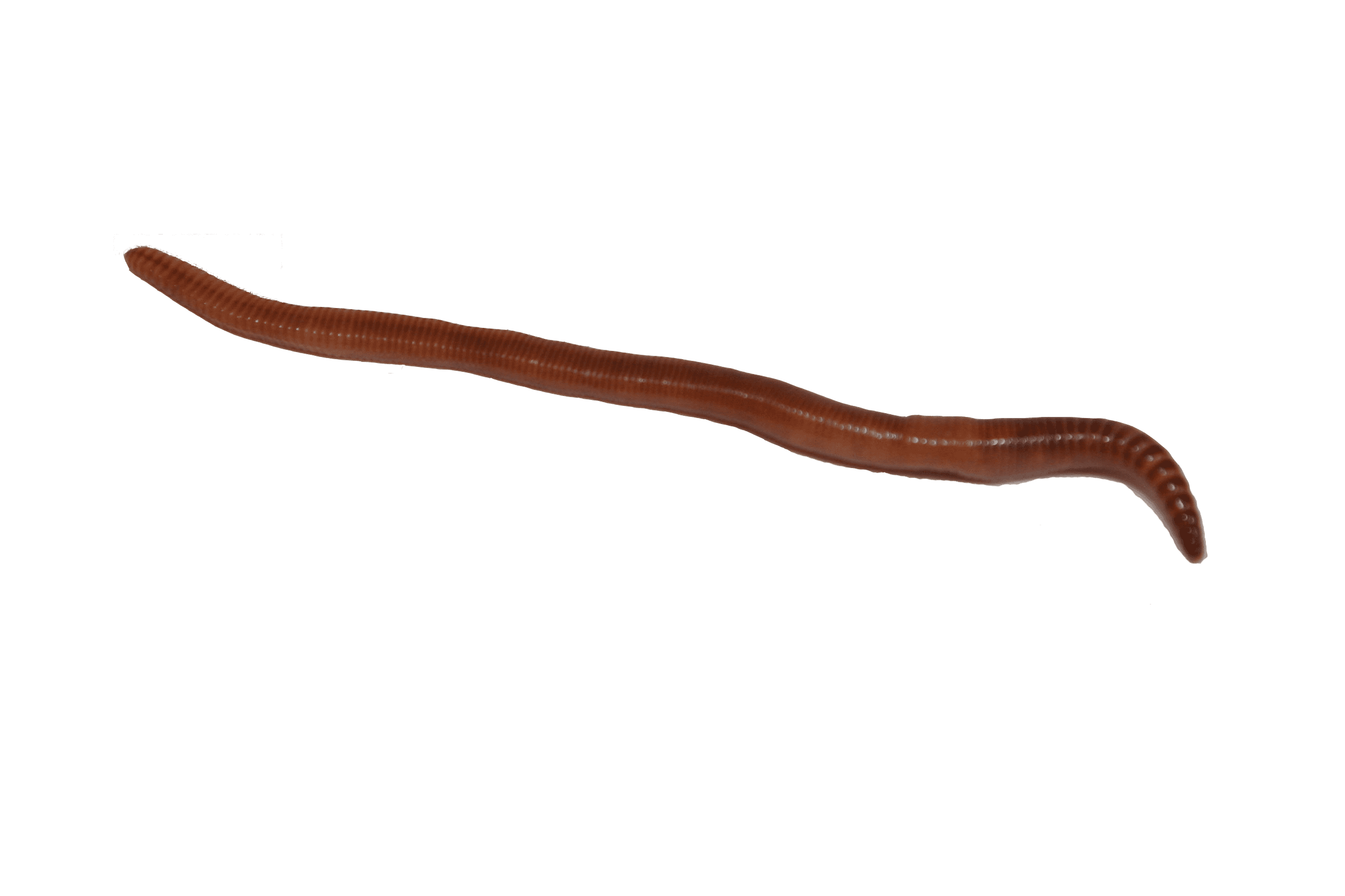 Nightcrawler Earth Worms 18 PACK Canadian Night Crawler Earthworm Fish Bait Live