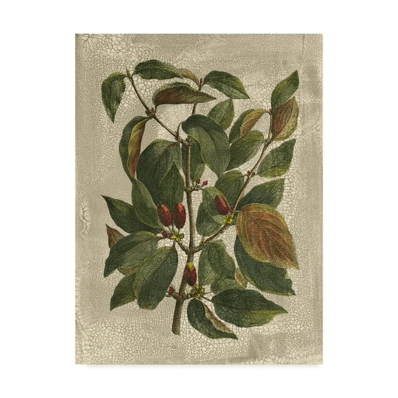 Trademark Fine Art 'Printed Deshayes Trees II' Canvas Art by Vision Studio