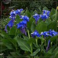 thumbnail image 5 of Canna,  Low Maintenance -Excellent Display, Easy Grow - Ideal for Beds Borders, Plant Pots & Planters., 5 of 5