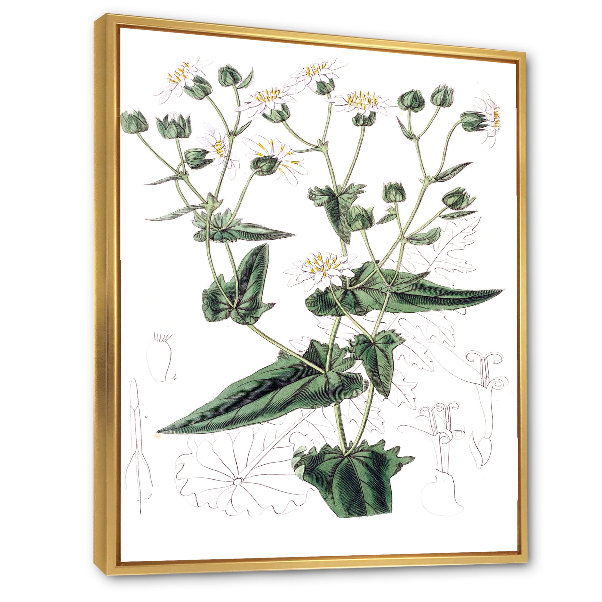 Designart 'Ancient Plant Life XXII' Traditional Framed Canvas Wall Art Print