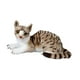 thumbnail image 2 of Toy de peluche de peluche Cat de peluche de gato dibujante de juguetes que acurrucan en una muñeca de gato de peluche coleccionable, largas para gris 25 cm, 2 of 8