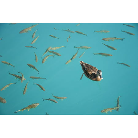 Canvas Print Summer Nature Fish Ducks Water Duck Animals Pond Stretched Canvas 10 x (Best Fish For Duck Pond)