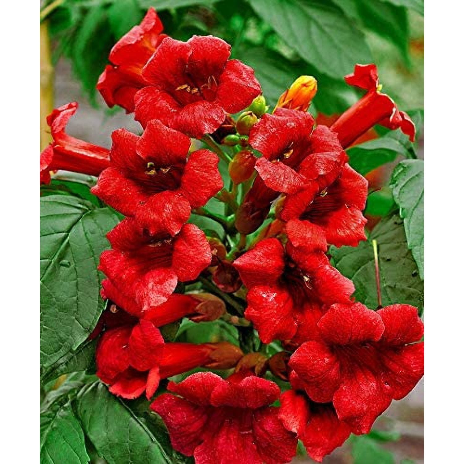 Dark Red Hummingbird Trumpet Vine Seeds Hardy Hummingbirds Love It