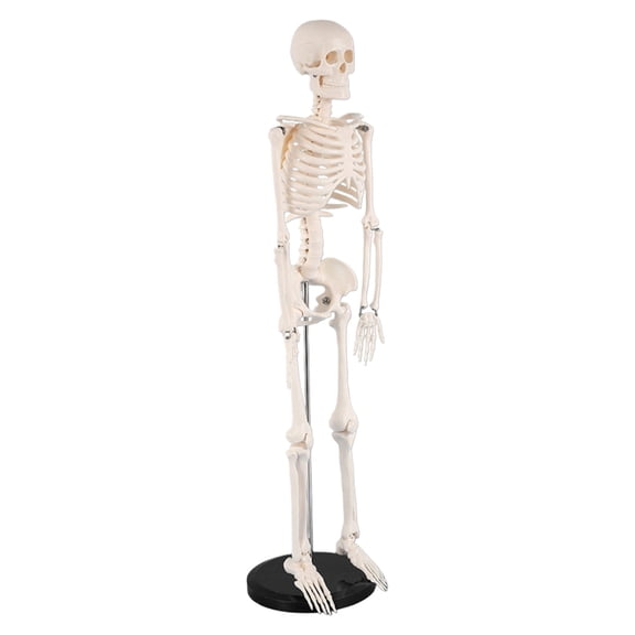 Anatomical Human Skeleton Model Life Size Human Bone Anatomy Model Movable with Metal Stand for Yoga Room