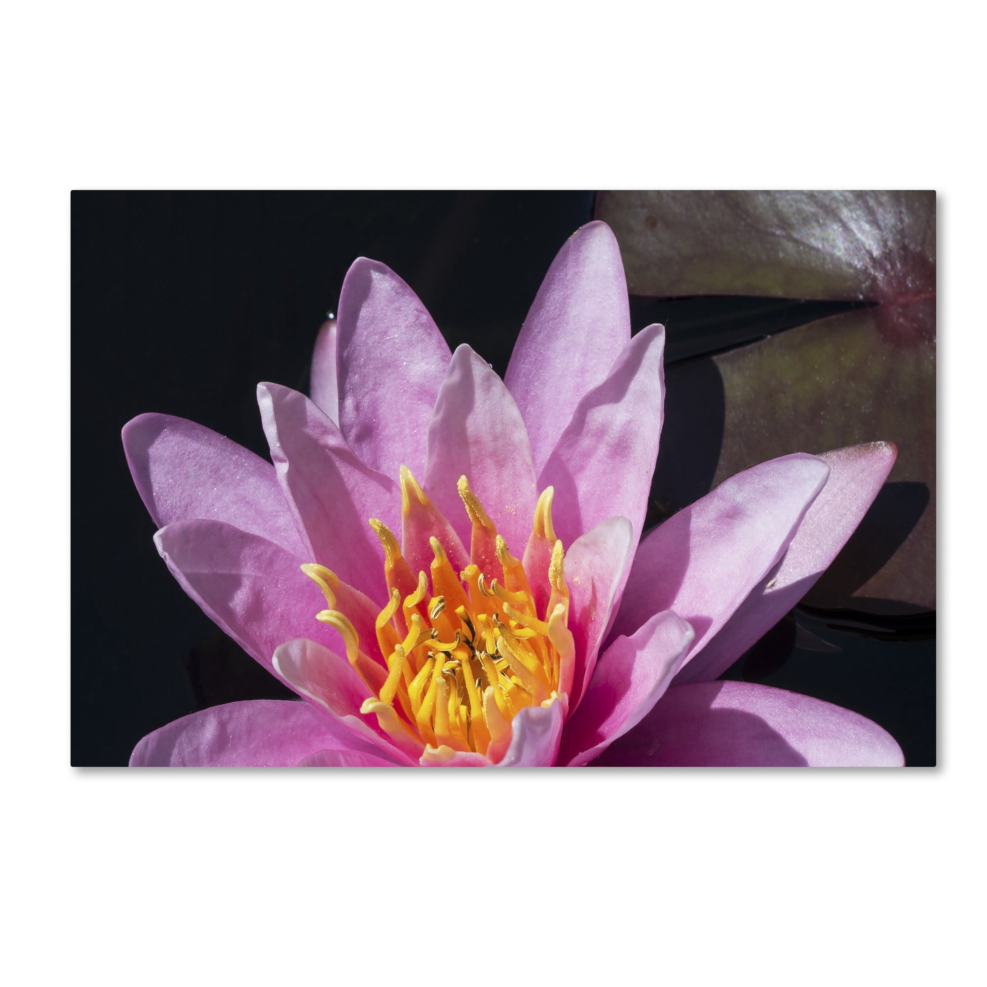Trademark Fine Art "Pink Lotus" Canvas Art by Kurt Shaffer