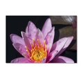 thumbnail image 2 of Trademark Fine Art "Pink Lotus" Canvas Art by Kurt Shaffer, 2 of 4