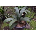thumbnail image 2 of Sabinaria Palm - Live Plant in a 3 Gallon Growers Pot - Sabinaria Magnifica - Extremely Rare and Beautiful Palms from Florida, 2 of 5