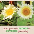 thumbnail image 3 of Harris Seeds Sunflower Pro Cut White Lite F1, Non-GMO Hybrid, 50 Count, 3 of 7