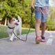 thumbnail image 5 of Correa Para Perro Grande Resistente Fuerte 2pcs, 5 of 6