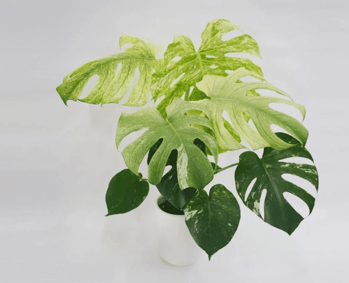 Monstera Mint Live Plant, Mint Variegated Monstera Plant, Rare Tropical Monstera for Garden 4 to 6 Inc Tall