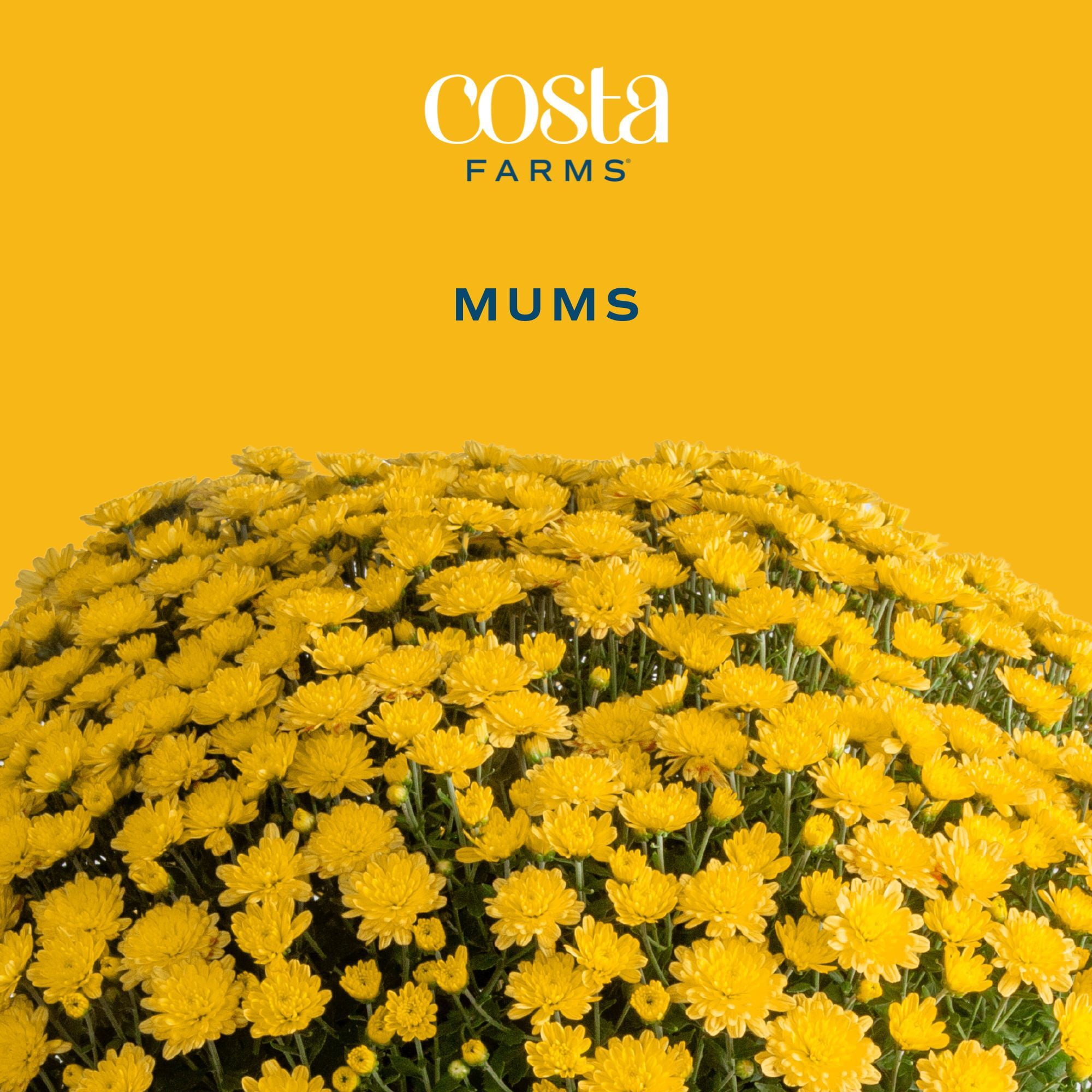 Costa Farms 1-Qt Yellow Mums Chrysanthemum, Full Sun, Outdoor Live House Plants, 2-Pk