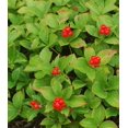 thumbnail image 3 of Bunchberry - Cornus canadensis | 1 Gallon Size Container | White Flowers | Green Promise Farms, 3 of 4