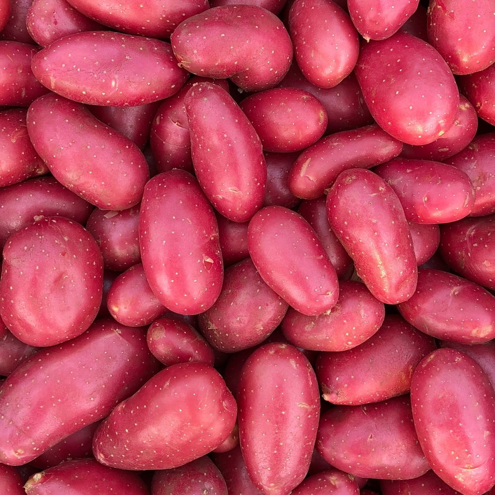 Red Norland Seed Potatos for Planting 5 Pounds