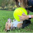 thumbnail image 3 of Swerve Sports - Jumbo Pet Tennis Ball Increase Pet's Outdoor Play Activity Non-Toxic 9.5" - Green, 3 of 5