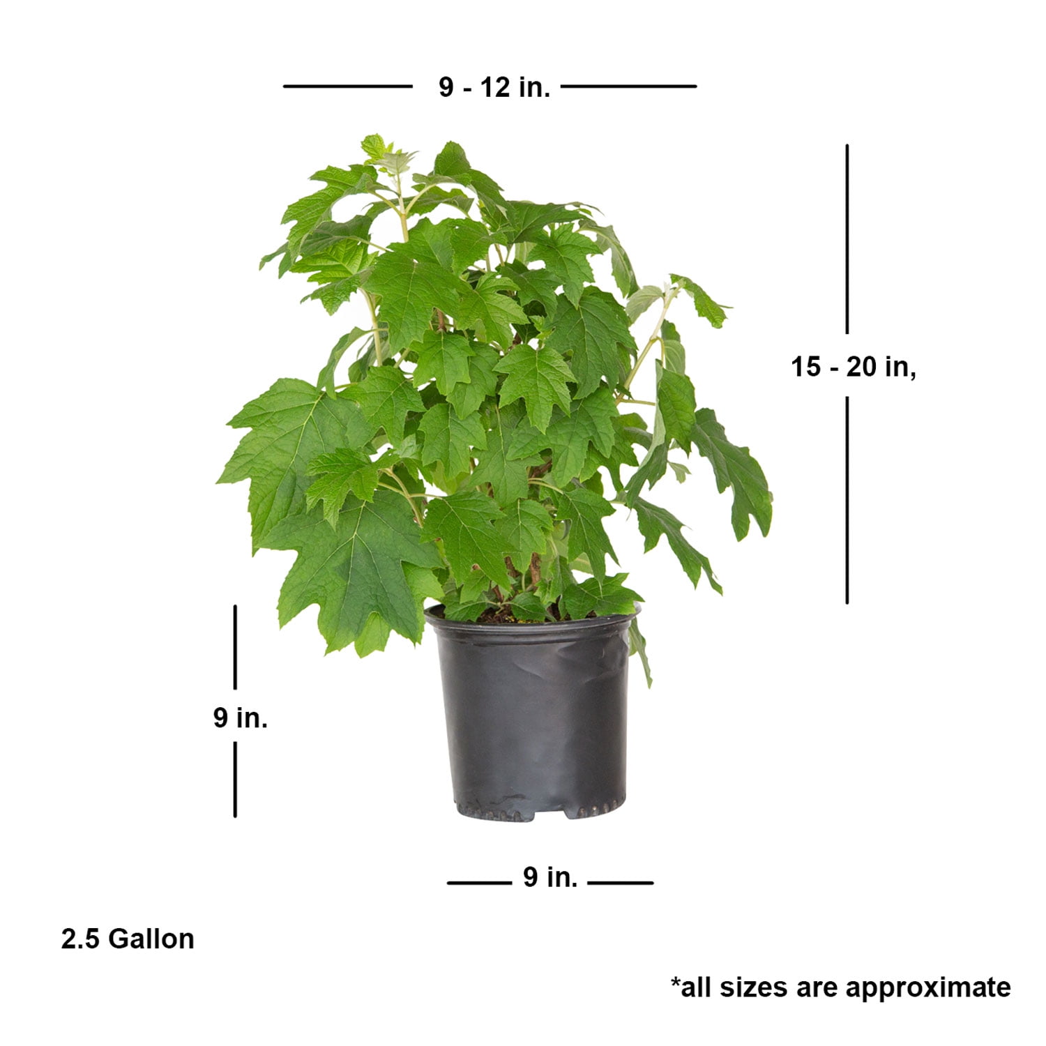 Southern Living Semmes Beauty Oak Leaf Hydrangea Live Shrub in 2.5-Gallon Grower Pot
