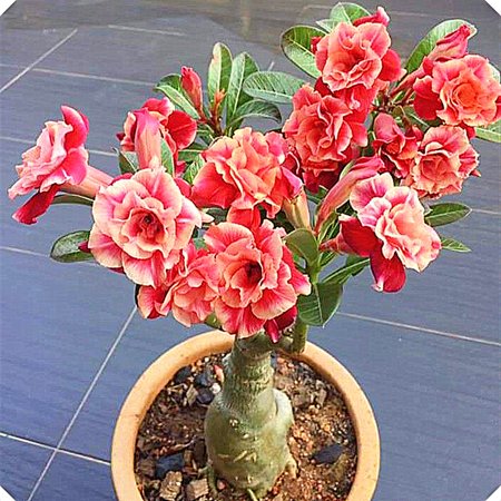 Desert Rose,Drought Tolerant,Indoor or Outdoor(Desert Rose for Planting) Continuously, Desert Rose For Sale