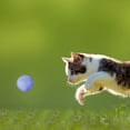 thumbnail image 3 of Yazoeia 12Pcs/Box Cat Toys Balls, Multicolor Cat Plush Toy Balls for Kitten Training and Play, Soft Interactive Kitten Plush Toys for Indoor Cats S CJB12-30487, 3 of 7