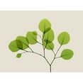thumbnail image 2 of Koetsier, Albert 24x19 White Modern Wood Framed Museum Art Print Titled - Natural Greenery 2, 2 of 4