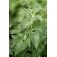 thumbnail image 4 of Plant Good Seed Catnip Seed Packet: Organic Seeds, Mint Perennial, Grow for Cat Nip Toys, Part Sun, 4 of 13