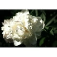 thumbnail image 3 of Calkins, Michelle 14x11 Black Modern Framed Museum Art Print Titled - White Peony In Spring, 3 of 5
