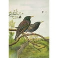 thumbnail image 2 of Johann Friedrich Naumann 11x14 Black Ornate Wood Framed Double Matted Museum Art Print Titled: Starling Vulgaris, 2 of 5