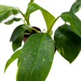 thumbnail image 6 of Philodendron White Wizard 2 inch Set of 3 Rare Variegated Philo Tiny Mini Pixie Plants, 6 of 7