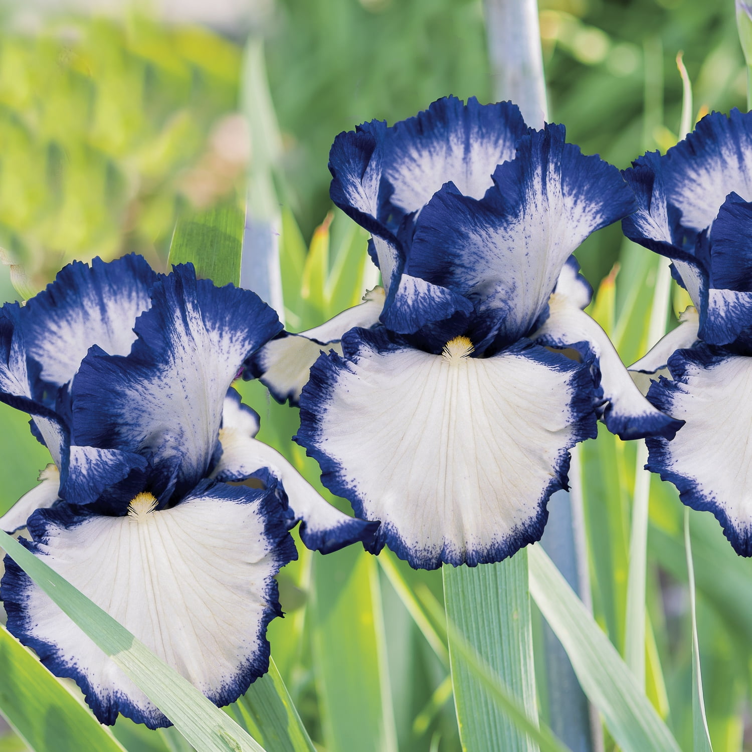 Expert Gardener Bearded Iris Presbys Crown Jewel Plant Bulbs (1 Dormant Bulb)
