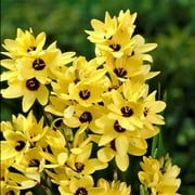 Ixia - Yellow Emperor (20 Bulbs) Yellow