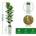 thumbnail image 4 of QinaQin Árbol artificial Fiddle Leaf Fig con maceta plástica, tronco natural y hojas de seda realistas, ideal para decoración de interior o exterior, 4 of 7