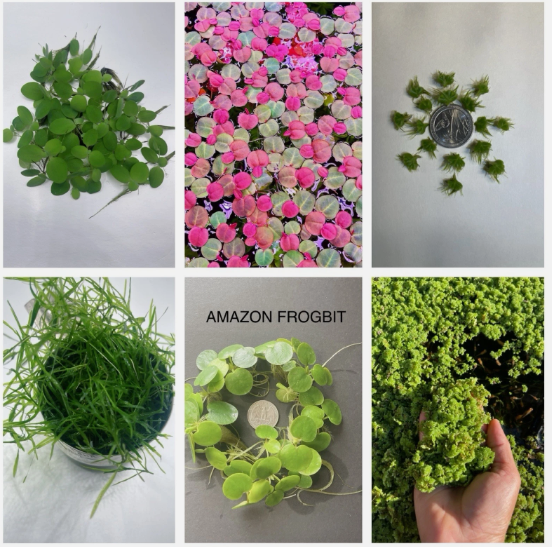 6 Kind Of Live Floating Aquarium Plants Combo for Fish Tank, Freshwater Aquarium Floating Plants Pack, Easy Live Aquatic Plants for Betta Shrimp Goldfish Tank