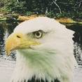 thumbnail image 5 of Bald Eagle Light-Filtering Digital Panoramic Print Curtain Pair 74" x 84" in Multi, 5 of 6