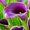 D, variant on Calla lily, Low Maintenance - Easy Grow - Ideal for Beds Borders, Plant Pots & Planters