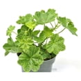thumbnail image 4 of Pelargonium peltatum, Crocodile, Ivy Geranium, Ivy Leaved Geranium - Pot Size: 4.5in - Flowers, 4 of 6