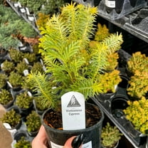 Vietnamese Cypress - Live Bonsai Starter Plant - 4" Growers Pot