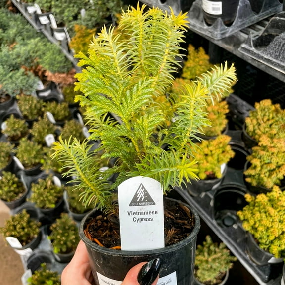 Vietnamese Cypress - Live Bonsai Starter Plant - 4" Growers Pot
