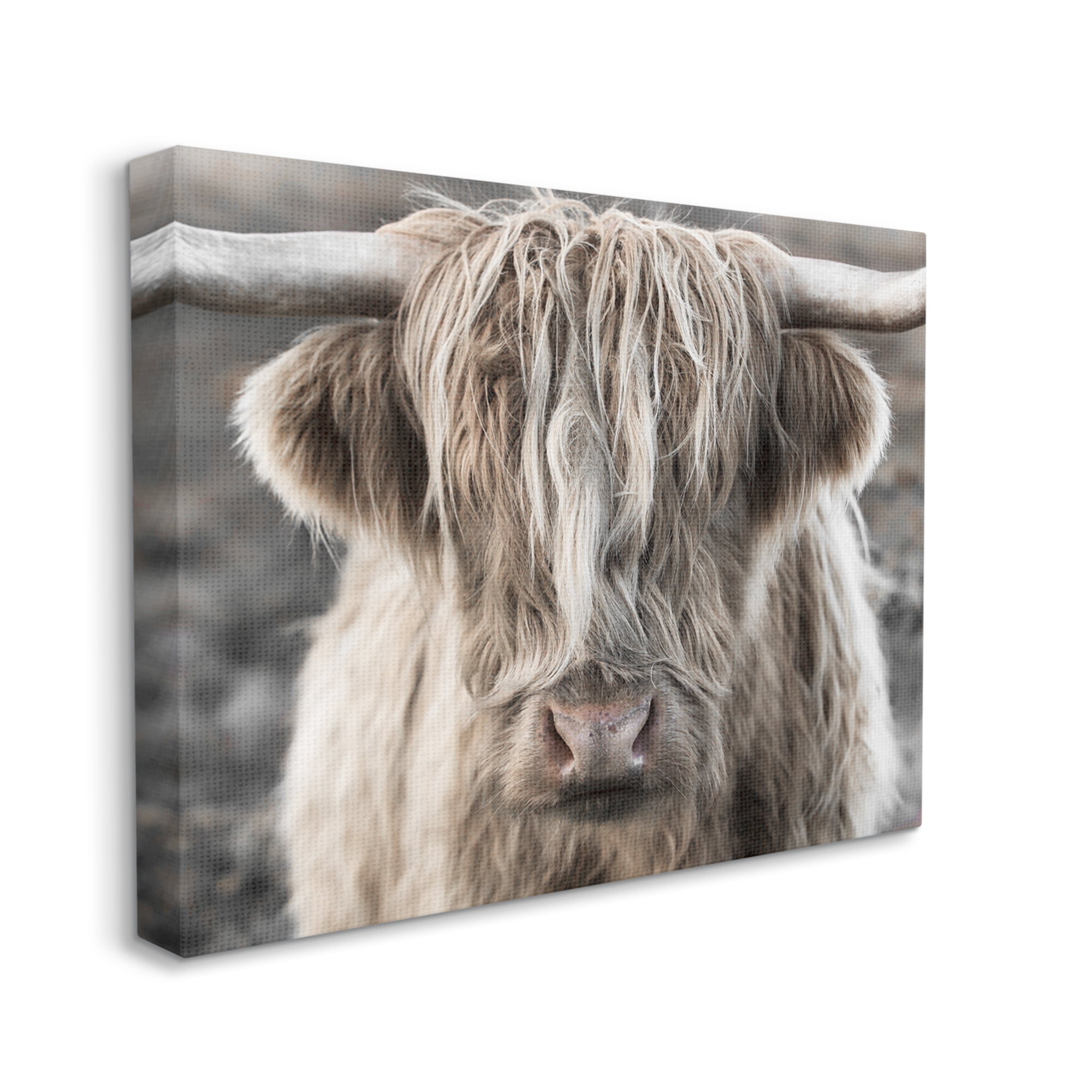Stupell Industries Detailed Highlands Cattle Rural Farm Animal Photography Photograph Gallery Wrapped Canvas Print Wall Art, Design by Danita Delimont