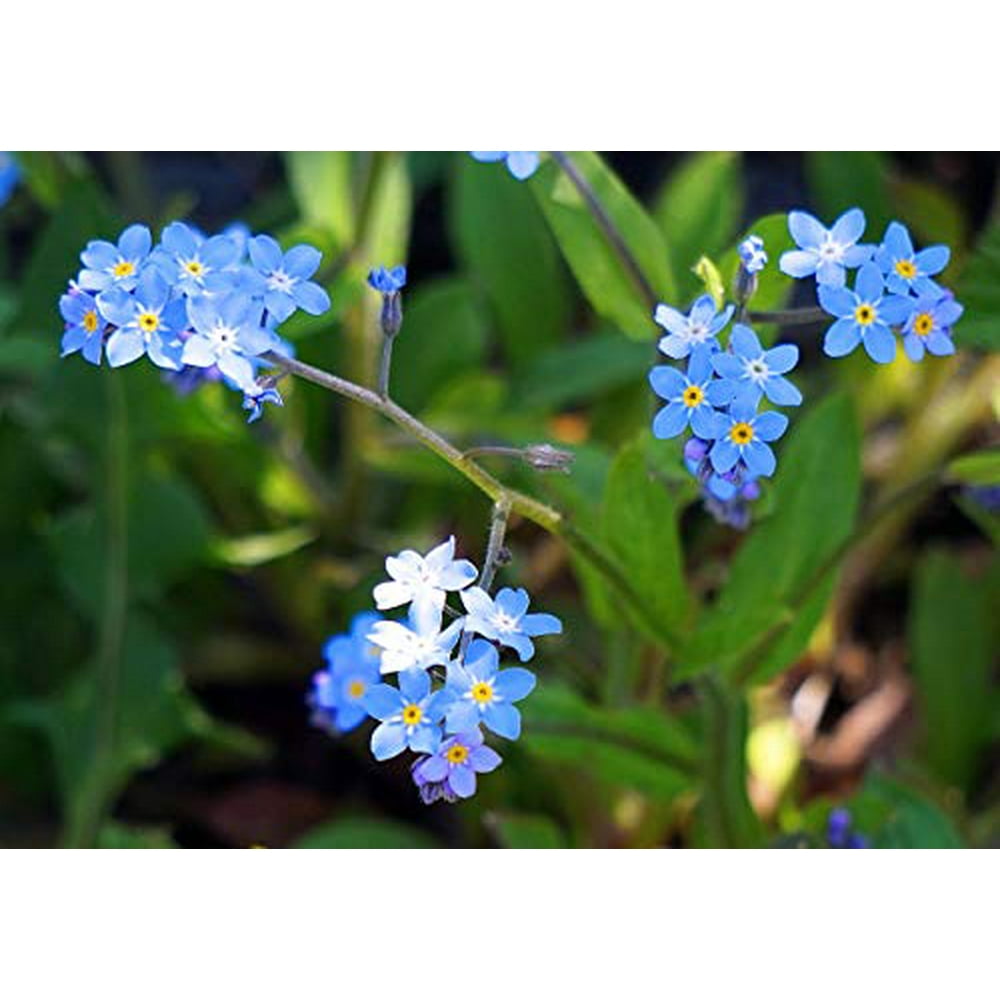 Chinese Flower Seeds, 300 Heirloom FlowerSeeds Per Packet