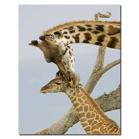 A Mother's Touch; Beautiful Mother Giraffe and Her Baby; One 11x14 Poster Print
