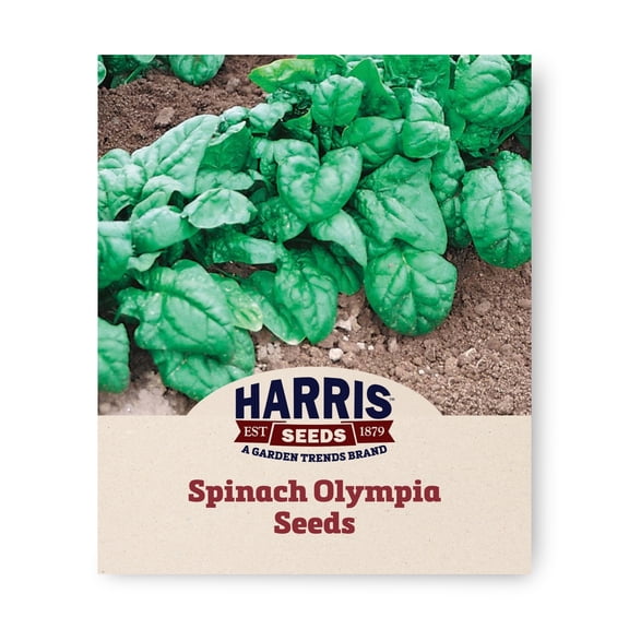 Harris Seeds Olympia F1 Spinach, Smooth Dark Green Leaves for Spring and Summer Harvests, Treated, 250 Count