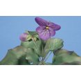 thumbnail image 3 of Violet Cutter by WSA, 3 of 5
