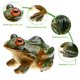 thumbnail image 5 of ColoMX 2 Unids Frog Estatua Adorno Hogar Rana Figuras En forma de Figuras Decoración para el Hogar Desktop Fun Frogs Decoraciones, 5 of 7