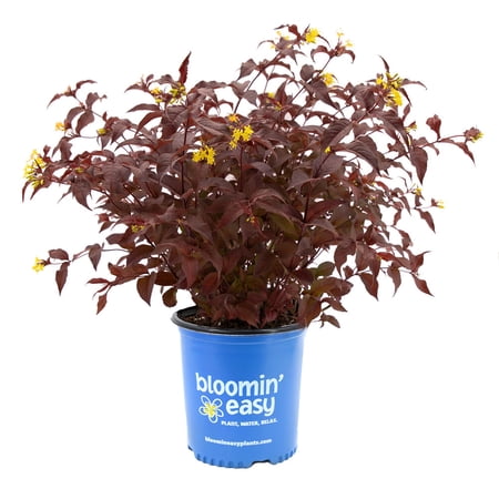 Bloomin Easy 2 gal Diervilla Nightglow Live Shrubs