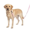 thumbnail image 1 of One Paw, Webbing Leash for Dogs, Multiple Colors and Sizes, 1 of 10