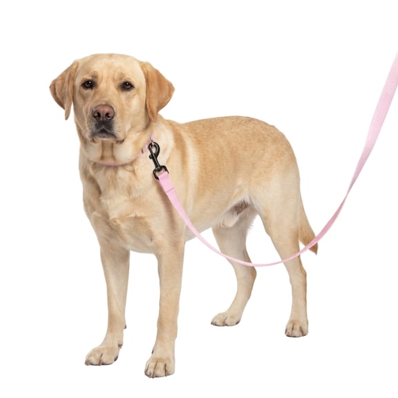One Paw, Webbing Leash for Dogs, Multiple Colors and Sizes