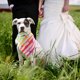 thumbnail image 2 of BRIGHTFUFU Perra triangular bandana mascota triangular rainbow arco iris pet bufanda triangular, 2 of 7