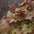 thumbnail image 6 of Proven Winners 5" Orange Dolce 'Toffee Tart' Coral Bells Live Plant in 4.5" Pot, 6 of 10