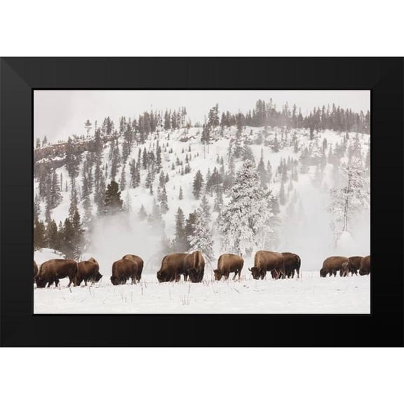 The Yellowstone Collection 14x11 Black Modern Framed Museum Art Print Titled - Bison along the Firehole River, Yellowstone National Park