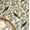 White, variant on S4sassy Removable Nature-inspired Waterproof Wall Wrap, Wallcover, Bloom & Black Bird Contact Paper for Walls, Cabinets, Dresser, Self Adhesive Vinyl Wallpaper Roll - White (25"x60")