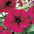 thumbnail image 5 of Expert Gardener 4-pack Petunia Burgundy Dreams Annual Live Plants, 5 of 7