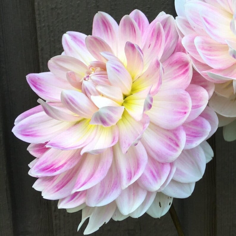 40 Seeds Charlotte Mae Dahlia Seeds Pollinator Friendly Heirloom Flower Seeds Mix to Plant